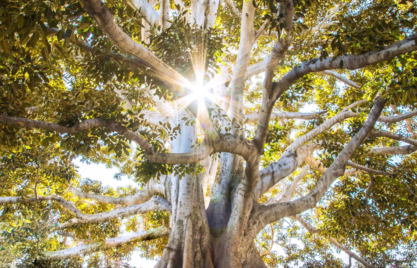 Телесная осознанность для эксперта